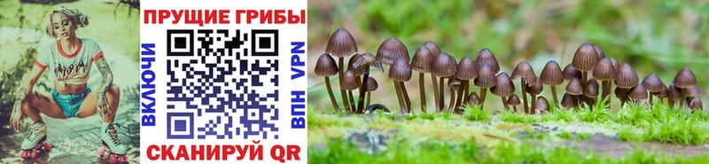 shop официальный сайт  Мантурово  Псилоцибиновые грибы мицелий 